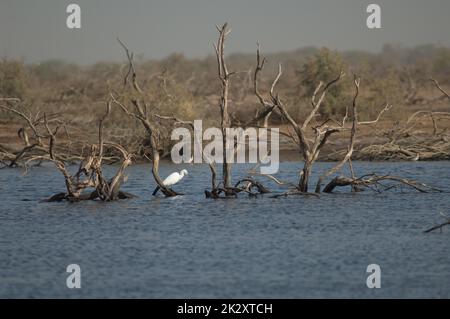 Egretta garzetta in einer Lagune. Stockfoto