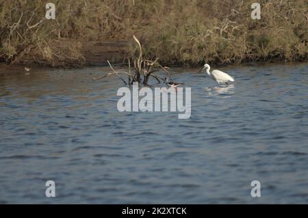 Ein kleiner Reiher und schwarzer Pfahl in einer Lagune. Stockfoto