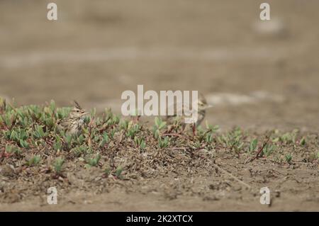 Kammbrühe singt und eine andere im Hintergrund. Stockfoto