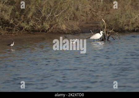 Kleine Reiher und schwarze Stelzen in einer Lagune. Stockfoto