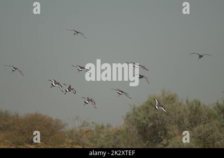 Eine Schar schwarzer Götter Limosa limosa im Flug. Stockfoto