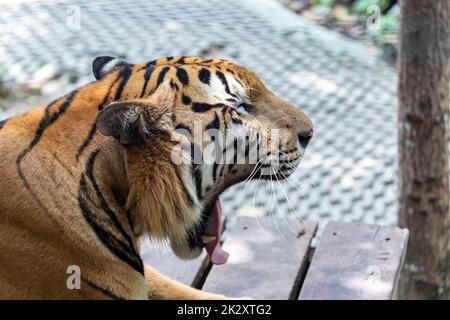 Foto des Tigerkopfes, der nach rechts zeigt, während er sich aufgrund von Müdigkeit und Langeweile gähnt. An einem heißen Tag in Thailand Stockfoto