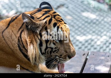 Ein Foto vom Kopf eines Tigers, der nach rechts zeigt, während er seine Zunge herausstreckt, um sich an einem heißen Tag in Thailand abzukühlen. Stockfoto