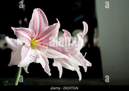 Hippeastrum johnsonii hat einen Stamm als Kopf unter der Erde. Am Ende der Blume ist eine rosafarbene Farbe zu sehen. Die Blume ist in 6 Blütenblätter unterteilt. Selektiver Fokus. Stockfoto