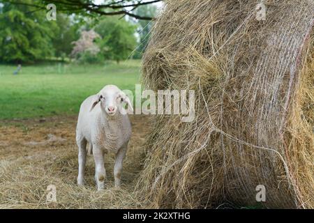 Junges, neugieriges Lamm neben einem Heuhaufen auf einer Schafweide Stockfoto