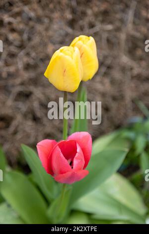 Rote und gelbe Tulpen auf einem Bett im Garten Stockfoto