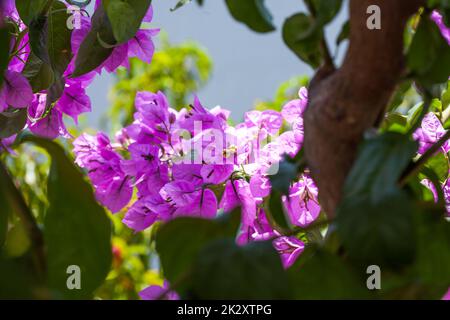 Kleine rosa Blumen Hintergrund Stockfoto