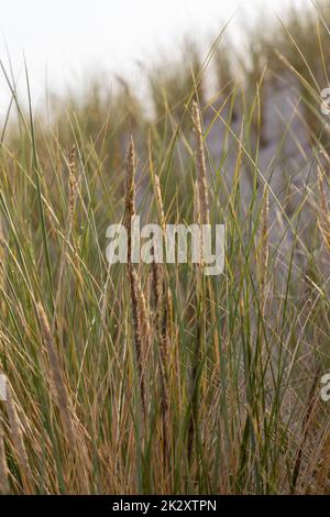 Dünengras als Schutz für die Dünen und auch Lebensraum für Tiere und Insekten. Stockfoto