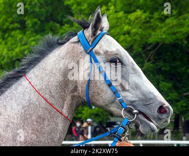 Porträt eines Pferdes. Stockfoto