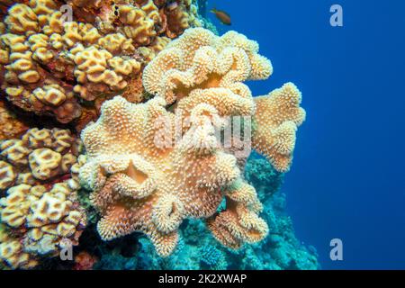 Farbenprächtiges, malerisches Korallenriff am Boden des tropischen Meeres, große gelbe sarcophyton-Lederkoralle, Unterwasserlandschaft Stockfoto