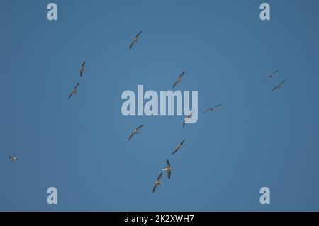 Grosse weiße Pelikane Pelecanus onocrotalus im Flug. Stockfoto