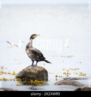 Großer Kormoran, Phalacrocorax Carbo, steht im Wasser am Ufer, isoliert auf weißem Hintergrund. Der große Kormoran, Phalacrocorax Carbo, auch bekannt als der große schwarze Kormoran, oder der schwarze Fick. Stockfoto