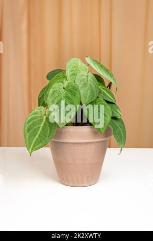 Syngonium Frosted Heartin in braunem Keramiktopf isoliert auf Stoffvorhanghintergrund. Stockfoto