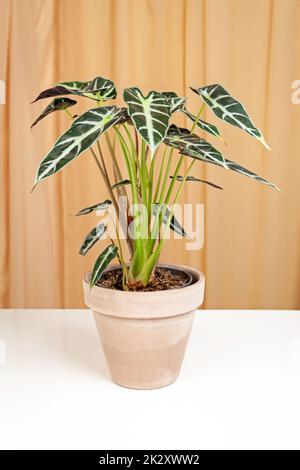 Alocasia Bambinoarrow Plant in braunem Keramiktopf isoliert auf Stoffvorhängen. Stockfoto