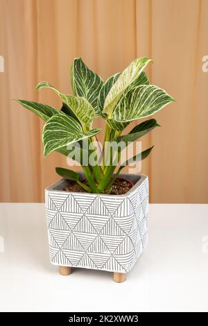 Philodendron Birkin Haus Pflanze in weißem, strukturiertem Topf Stockfoto