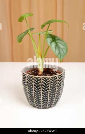 Exotische Alocasia Silver Dragon Hauspflanze in dunklem, strukturiertem Topf. Stockfoto