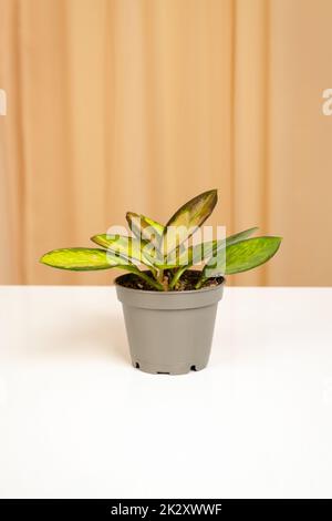 Die dreifarbige Hauspflanze Hoya Carnosa, isoliert auf einem Stoffvorhang. Stockfoto