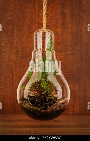 Elegante farnpflanze in boston, die in einer Glass Hanging Planter auf Holzhintergrund wächst Stockfoto