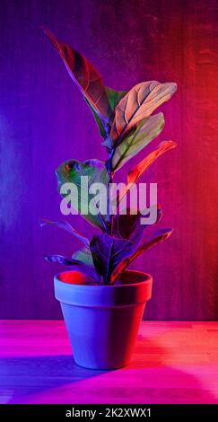 Wunderschöne Ficus lyrata in einem braunen Blumentopf auf dunklem Magenta-Hintergrund Stockfoto