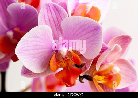 Wunderschöne lila Phalaenopsis Orchideenblüten auf weißem Hintergrund. Stockfoto