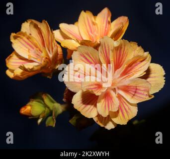 Blumenblüte Nahaufnahme moderner botanischer Hintergrund lewisia cotyledon Family montiaceae großformatige, qualitativ hochwertige Drucke Hausdekoration Stockfoto