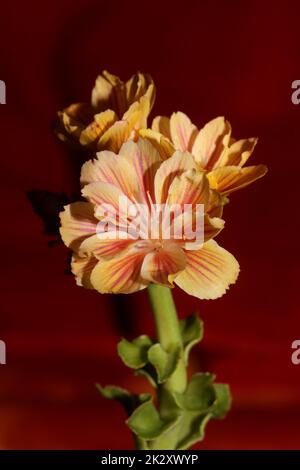 Blumenblüte Nahaufnahme moderner botanischer Hintergrund lewisia cotyledon Family montiaceae großformatige, qualitativ hochwertige Drucke Hausdekoration Stockfoto