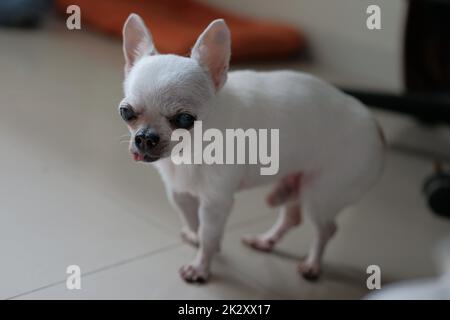 Nahaufnahme Porträt des lustigen i chihuahua Hundes Stockfoto