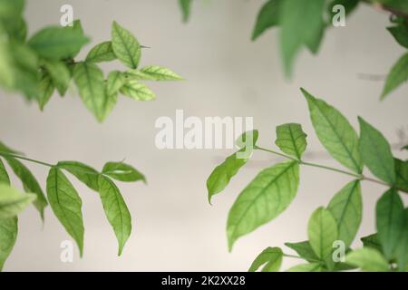 Weiße Wand mit grünen Blättern. Natürlicher Hintergrund Stockfoto