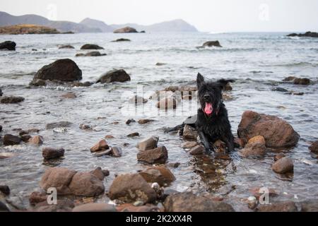 Riesiger Schnauzer-Welpe, der im Meer badete, Cabo de Gata, Spanien. Stockfoto