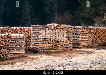Ein Haufen Holzstümpfe im Wald Stockfoto
