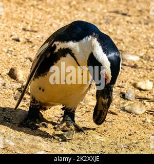 Humboldt-Pinguin (Spheniscus Humboldti) Stockfoto