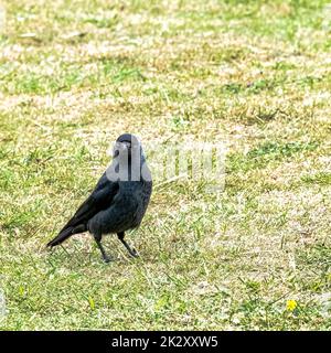 Coloeus monedula, auch bekannt als eurasische, europäische oder westliche Jackdaw - Dover, Kent, Vereinigtes Königreich Stockfoto