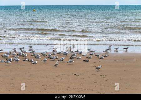 Gruppe europäischer Heringsmullen (Larus argentatus) am Strand in Dymchurch, Kent, Vereinigtes Königreich Stockfoto