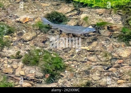 Adulte Süßwasserforelle (Oncorhynchus mykiss) in River Coln - Bibury, Gloucestershire, Großbritannien Stockfoto