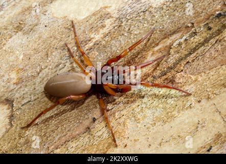 Nahaufnahme einer sechsäugigen Spinne. Es ist eine Familie der wahren Webspinnen. Stockfoto