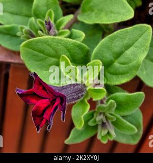 Petunia aus schwarzer Kirsche, auch Supertunia genannt - Dinard, Frankreich Stockfoto