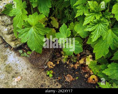 Europäischer Igel (Erinaceus europaeus), auch bekannt als westeuropäischer oder gemeiner Igel - Bibury, Gloucestershire, Vereinigtes Königreich Stockfoto