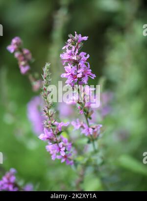 Die rosa Blüten eines gewöhnlichen Blutflusses. Stockfoto