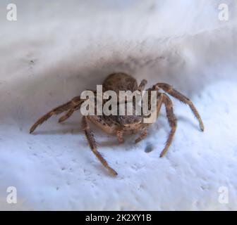 Nahaufnahme einer Krabbenspinne oder einer Buschkrabbenspinne an einer Wand. Stockfoto