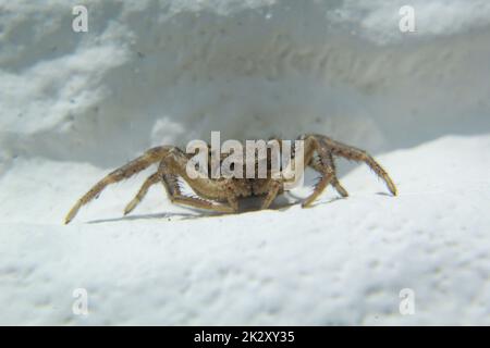 Nahaufnahme einer Krabbenspinne oder einer Buschkrabbenspinne an einer Wand. Stockfoto