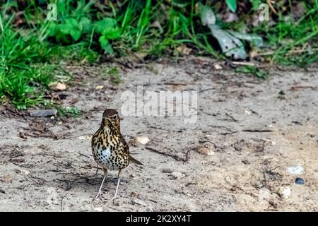 Weibliche eurasische Amsel (Turdus merula), bekannt als gemeine Amsel im Windsor Great Park, Vereinigtes Königreich Stockfoto