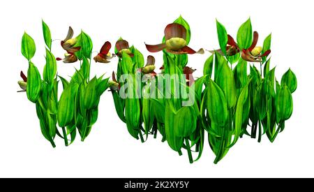3D-Rendering von Orchideenblumen in Weiß Stockfoto