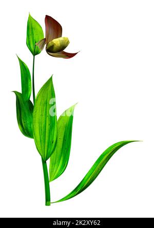 3D-Rendering-Blume mit Orchideenmotiv auf Weiß Stockfoto