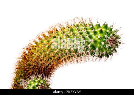 Kaktus isoliert. Nahaufnahme eines großen und eines kleinen Kinderkaktus mit langen Dornen isoliert auf weißem Hintergrund. Makro. Stockfoto