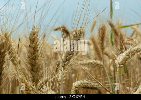 Ähren von Korn aus der Nähe, Blick an einem julitag Stockfoto