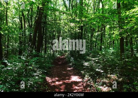 Schattiger Pfad durch einen grünen Wald im Sommer Stockfoto