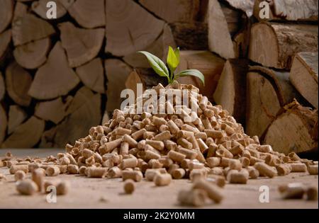 Grünes Pflanzenblatt auf einem Stapel Brennstoffpellets in der Nähe von Holzhaufen Stockfoto