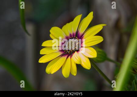 Osteospermum Cape Daisy blüht Stockfoto