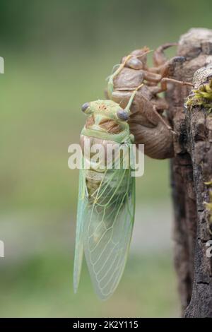 Makrobild eines neu entstandenen Cicada-Vertikalschusses Stockfoto