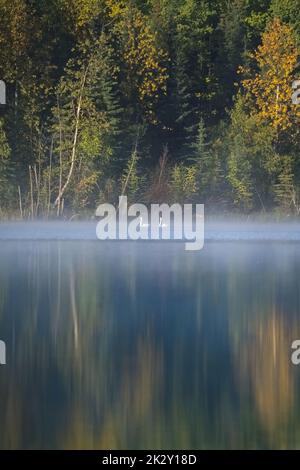 Zwei Trompeter-Schwäne, Cygnus buccinator, auf einem See im Nebel, Yukon, Kanada Stockfoto